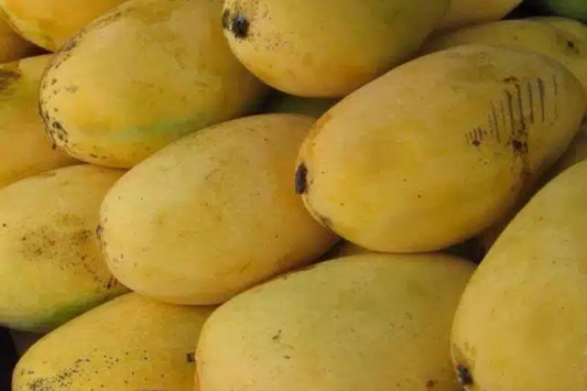 Grafted Mango Pineapple Tree Live Fruit Plant 3’-4’ | Tropical Flavor with Hints of Pineapple | Easy Care for Home Gardens | USDA Zones 9-11