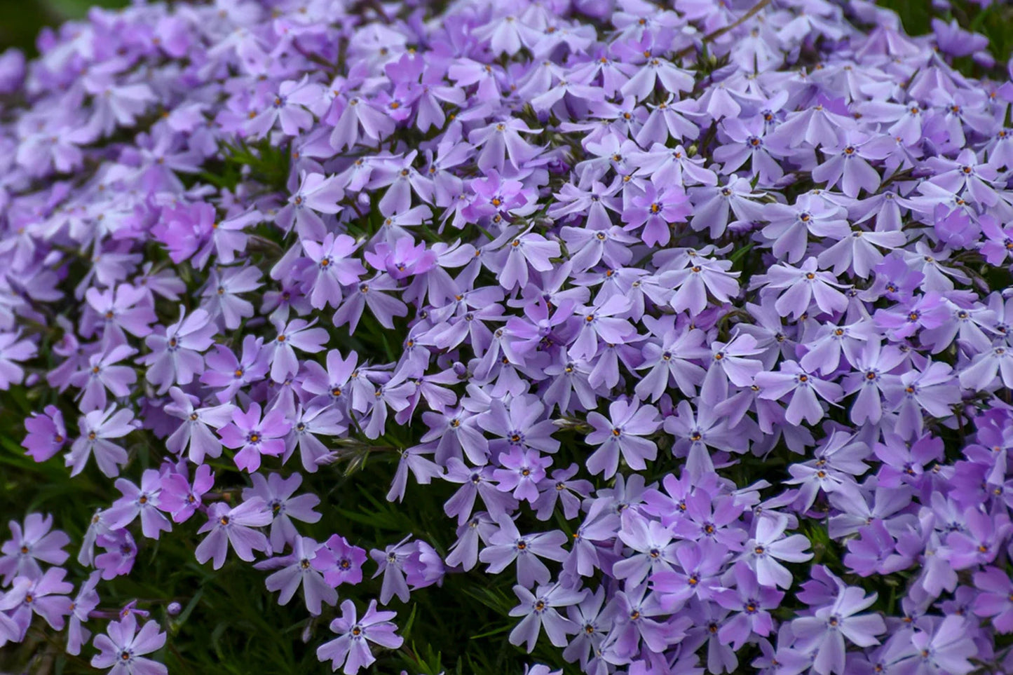 100+ Blue Emerald Creeping Phlox Seeds – Ground Cover Flowers, USA Grown, Vibrant Blooming Garden Starter –