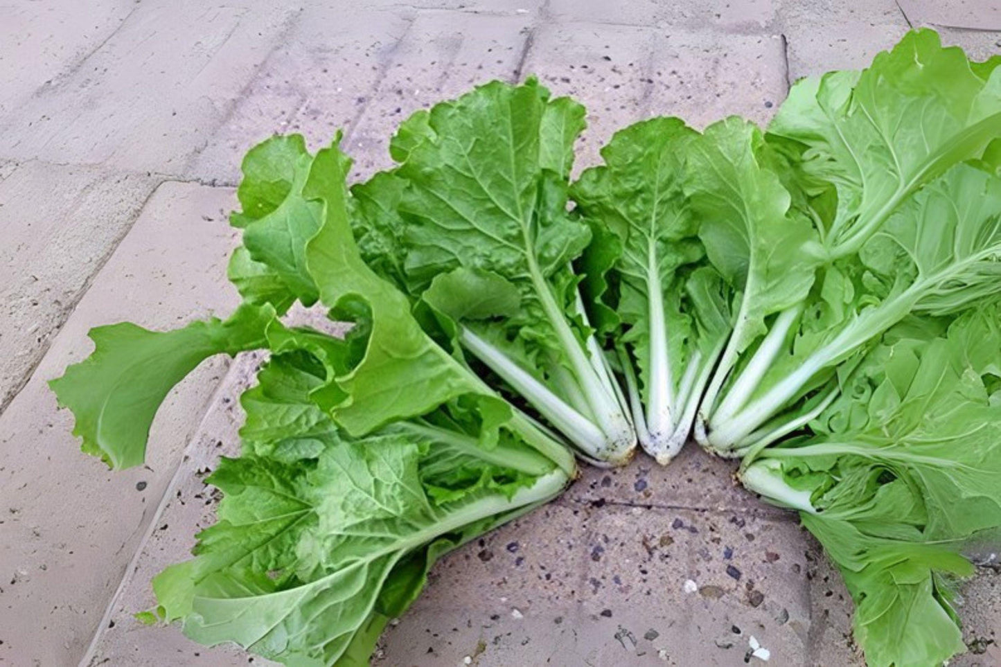 Frilly Leaf Pak Choi Seeds: Fun Jen Hybrid, Asian Green