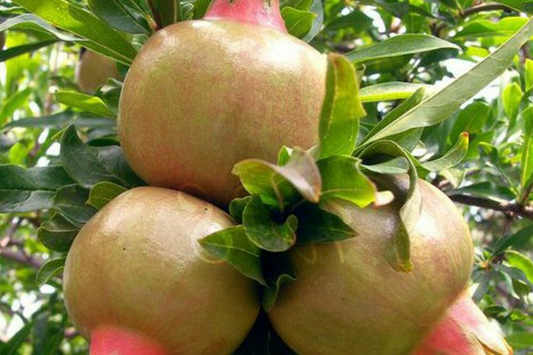 White Pomegranate Tree Live Starter Plant 12-24" | Sweet Tropical Fruit Tree | Low Maintenance & Drought Tolerant | USDA Zones 7-11