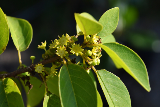 Soldierwood Tree Colubrina Elliptica Live Starter Plant 12-24’ | Wildlife-Friendly Tropical Tree | Hardy Evergreen for Coastal Gardens