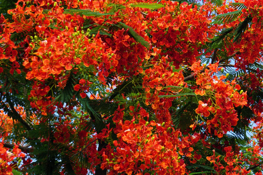 Giant Flame Tree Royal Poinciana 5 ft | Tropical Beauty | Exotic Delonix Regia | Stunning Red Flowers | Ornamental Shade Tree