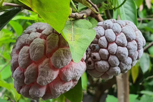 Red Sugar Apple Tree Live Fruit Tree 3-4 ft | Tropical Beauty | Flowering Soon | Sweet Exotic Fruit | Easy Care | USDA Zones 9-11
