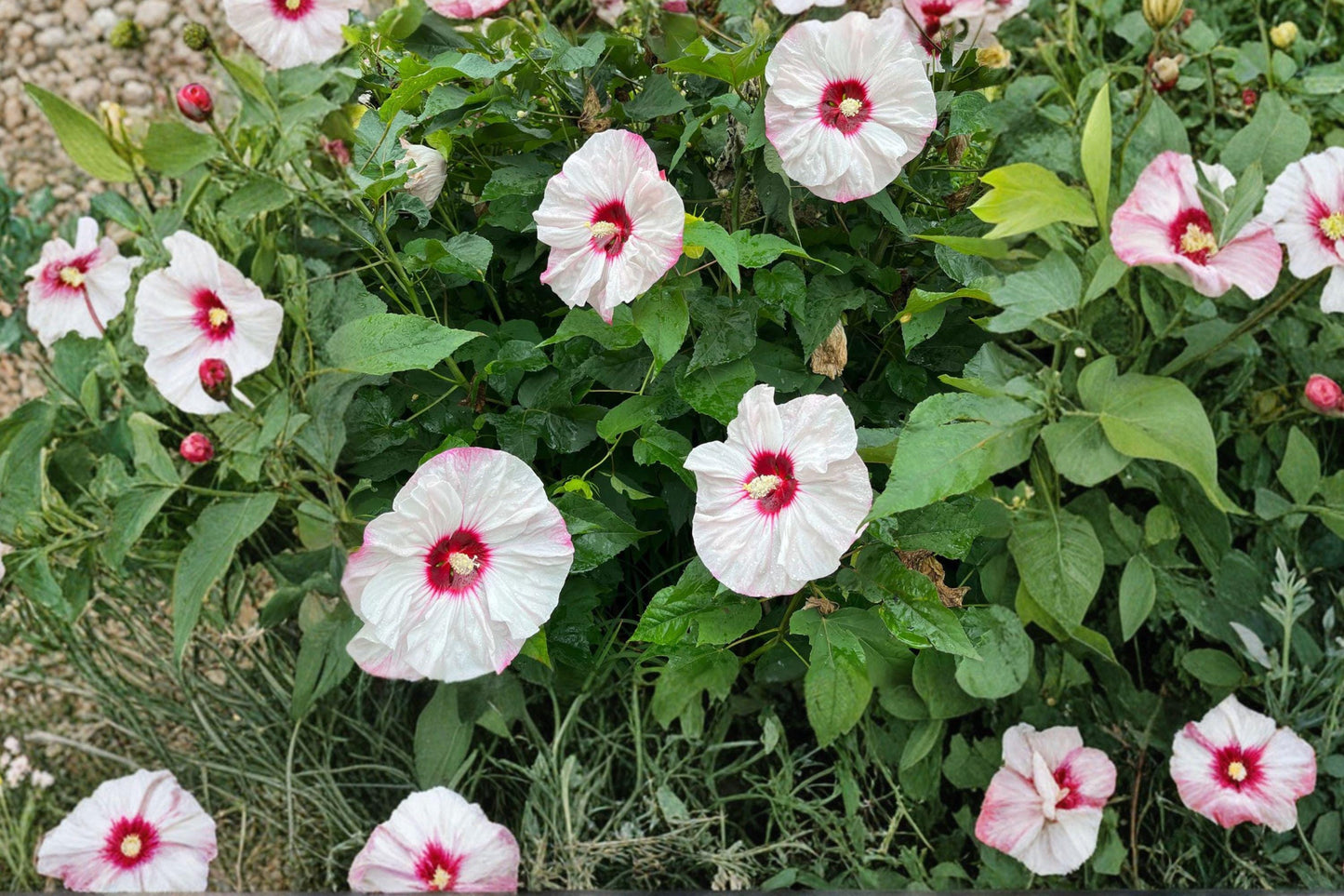 Swamp Rose Mallow Seeds – Hibiscus moscheutos – Native Pink Flower Plant