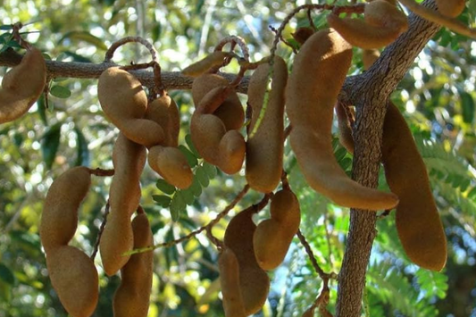 1 Sour Tamarind Tree Live Tamarindus Indica Starter Plant 1-2 ft | Tangy Tropical Fruit | Hardy, Drought-Tolerant | Easy to Grow