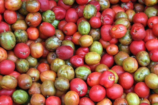Spanish Plum / Red Mombin Live Spondias Purpurea Tree 12’-24’ | Sweet-Tart Tropical Fruit | Hardy Drought-Tolerant Starter Plant