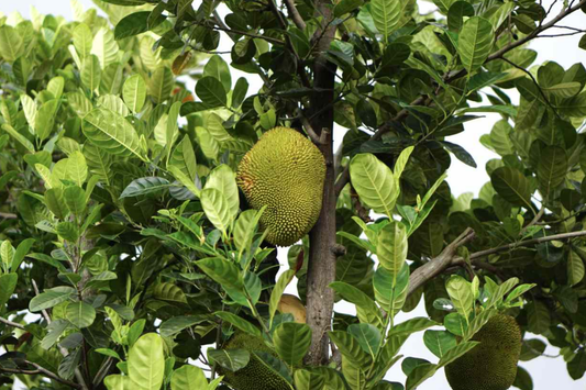 Jackfruit Tree 1′-2′ Live Starter Tropical Fruit Tree | Artocarpus heterophyllus | Nutritious, Versatile, Sustainable | Vegan-Friendly