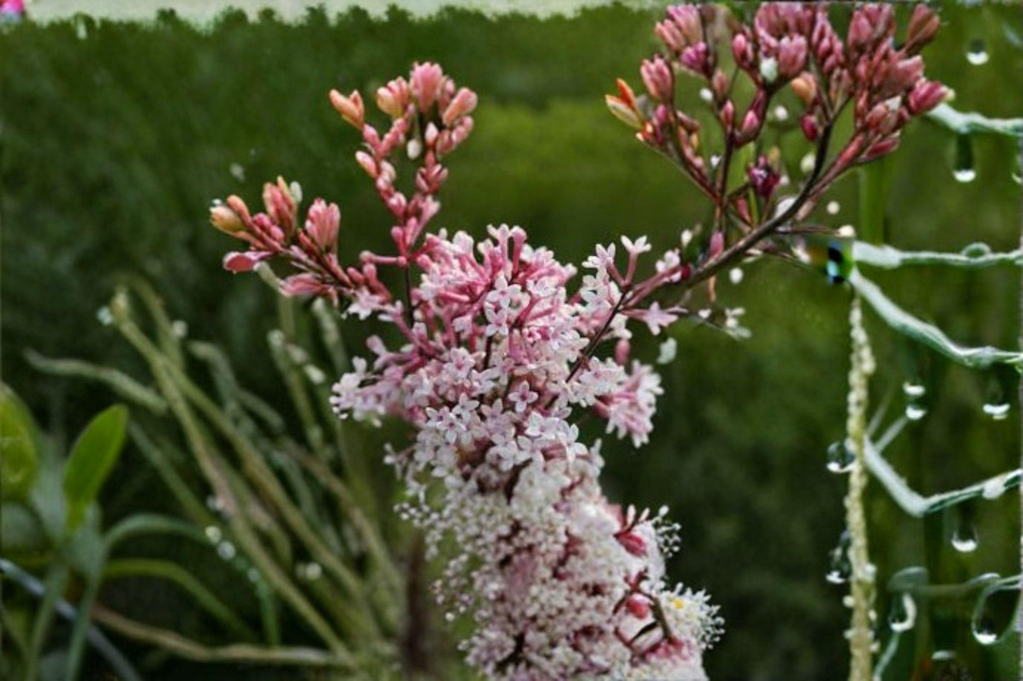 10 Syringa microphylla Seeds – Littleleaf Lilac, Fragrant Shrub with Pink-Lavender Blooms for Gardens