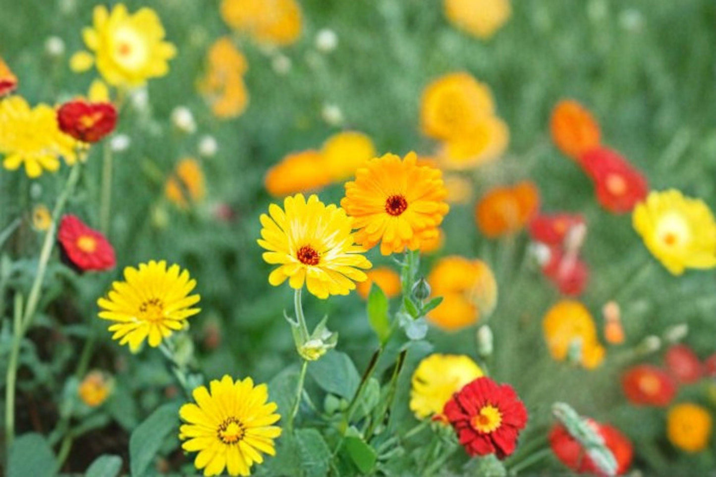 Calendula Seeds: Pacific Beauty Yellow, Annual Pollinator Flower (300 mg)