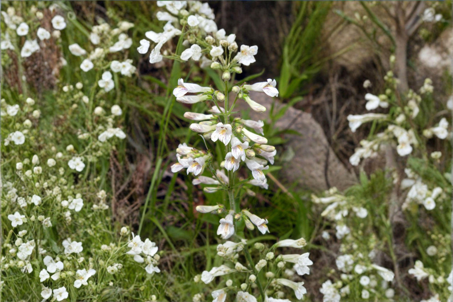 100 Pale Beardtongue Seeds – Penstemon pallidus – Native Prairie Wildflower