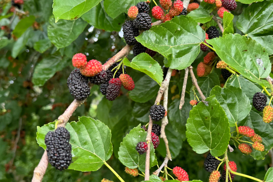Mulberry Tree 1′-2′ Live Starter Tropical Fruit Tree | Morus | Sweet Berries | Perfect for Gardens | Easy to Grow & Nutritious