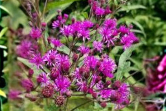 100 Seeds for Planting Vernonia noveboracensis – New York Ironweed, Native Purple Wildflower, Pollinator Perennial
