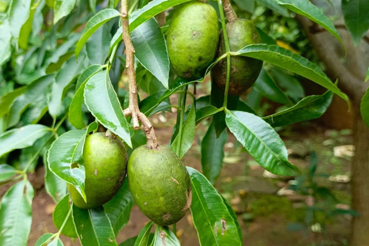 June Plum Tree 12’-24’ Live Starter Tropical Fruit Tree | Spondias dulcis | Grow Sweet & Tangy Exotic Fruits in Your Garden