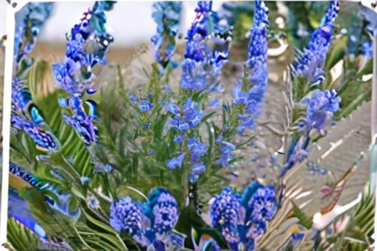 100 mg Penstemon cyaneus Seeds – Blue Beardtongue Wildflower for Pollinator and Native Garden Planting