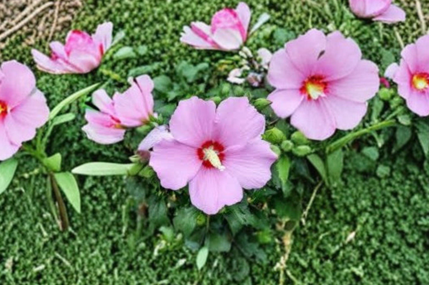 10 Hibiscus syriacus Seeds – Rose of Sharon – Hardy Flowering Garden Shrub