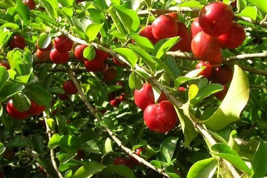 Big Acerola Tree 12’-24’ Live Tropical Fruit Tree | Vitamin C-Rich Barbados Cherry Plant | Compact & Elegant for Gardens or Pots
