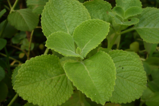 Indian Borage Live Tropical Herb 1'-2' Tall | Aromatic Succulent-Like Plant for Indoors or Gardens | Culinary & Medicinal Uses