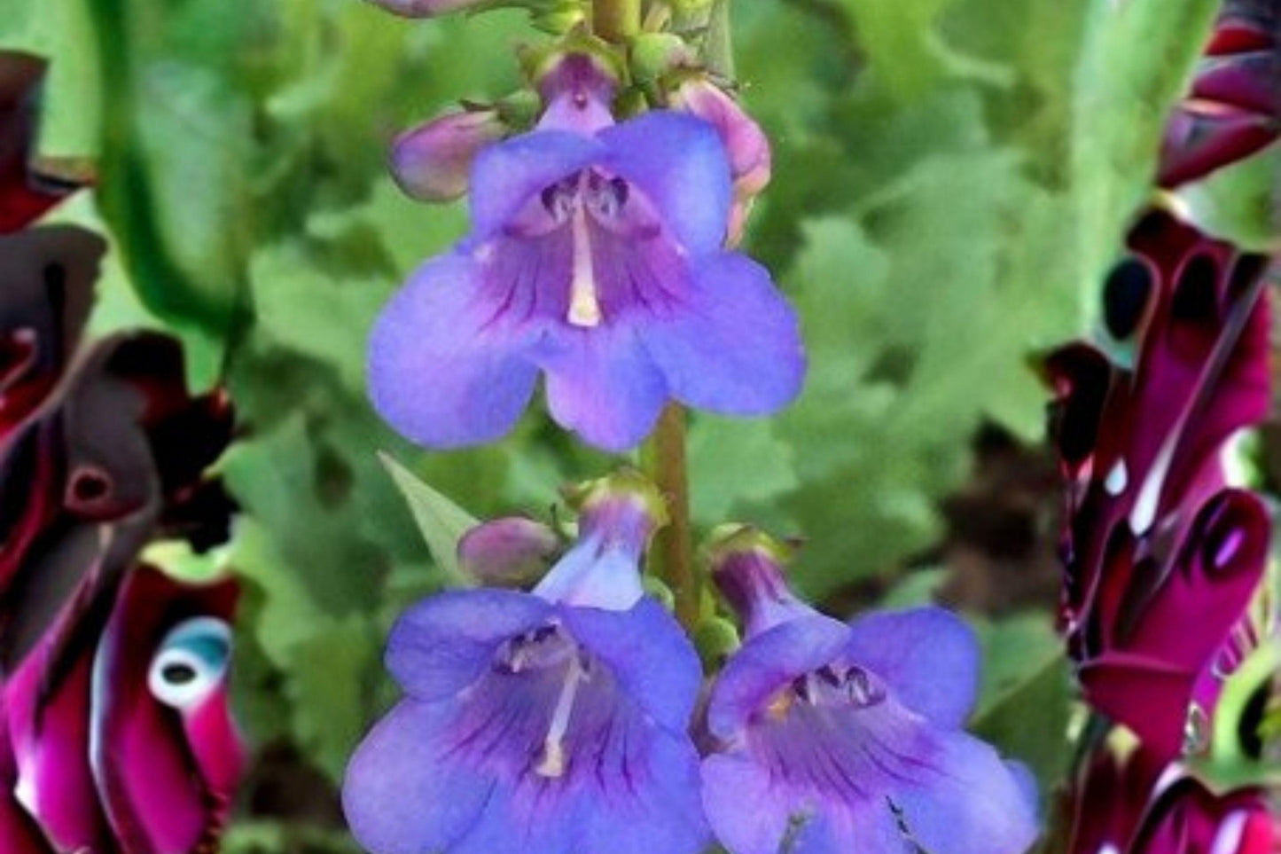 100 mg Penstemon cyanocaulis Seeds – Blue Penstemon Wildflower for Pollinator and Native Garden Planting