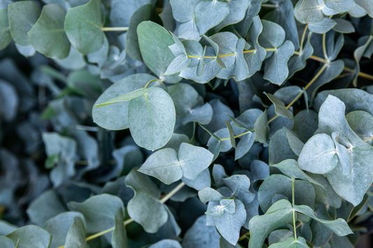 Eucalyptus Baby Blue Starter Plant | Live Rooted Plug | Compact Silver Dollar Variety | Aromatic Foliage & Creamy Blooms