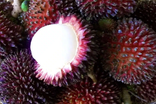 Grafted Pulasan Tree Exotic Tropical Fruit Tree 24"-36" | Nephelium Ramboutan-Ake Starter Plant | Sweet, Juicy Fruit | Fast Fruiting