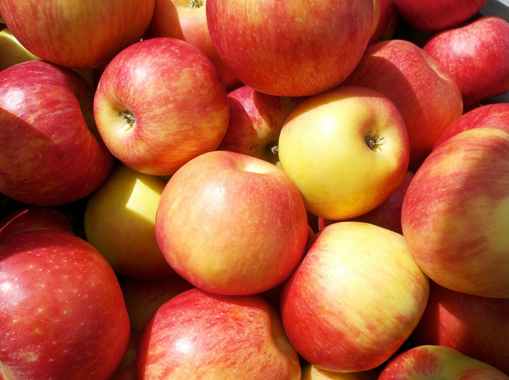 Honeycrisp Apple 1 Live Fruit Tree, 5 Gallon – Malus domestica ‘Honeycrisp’