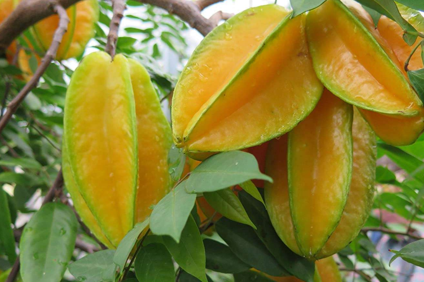 Grafted Star Fruit Tree Live Fruit Tree 24"-36" | Tropical Averrhoa carambola | Star-Shaped Fruit, Fast Growing, Easy Care