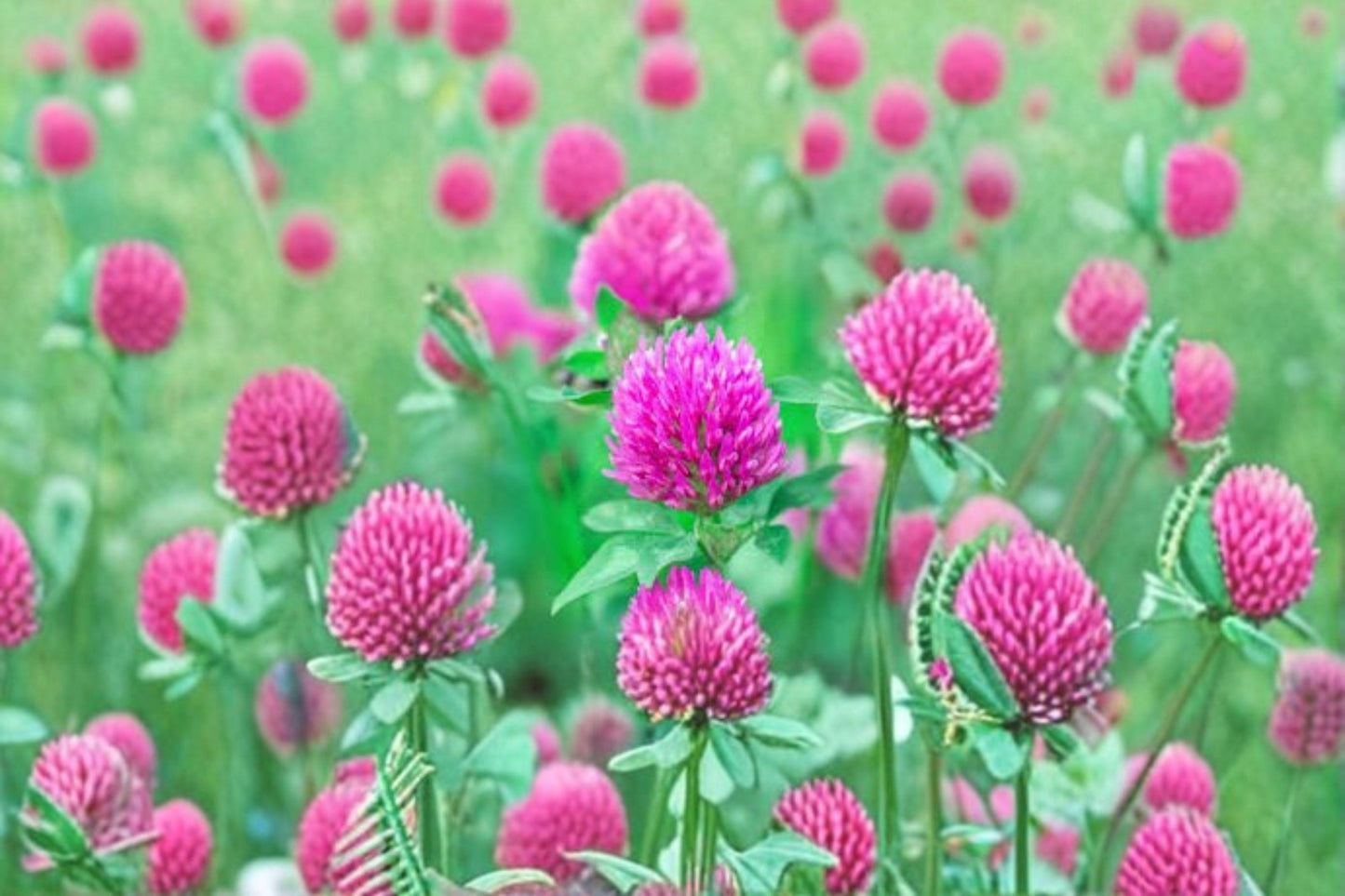 100 Red Clover Seeds – Trifolium pratense – Pollinator Plant – Cover Crop – Nitrogen Fixer
