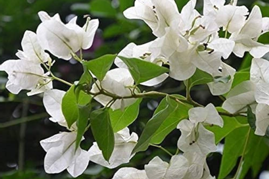 1 White Trinitaria Bougainvillea Live Plant 1’-2’ | Tropical Climbing Flowering Vine | Stunning White Bracts, Low Maintenance