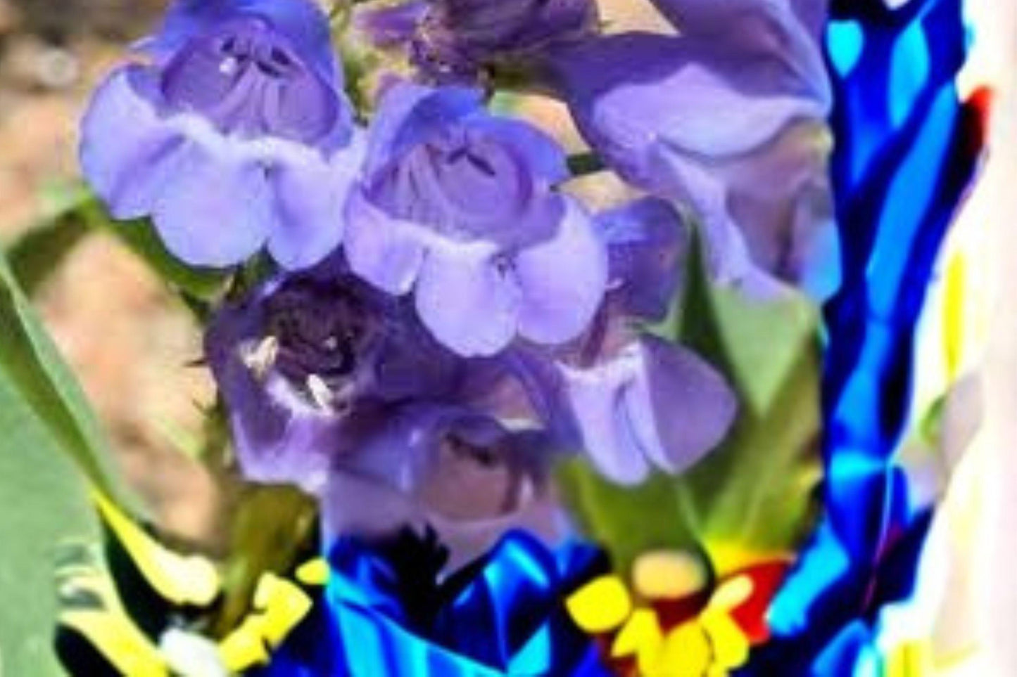 Alpine Penstemon Seeds: Blue Violet Wildflower, Pollinator Garden (100 mg)
