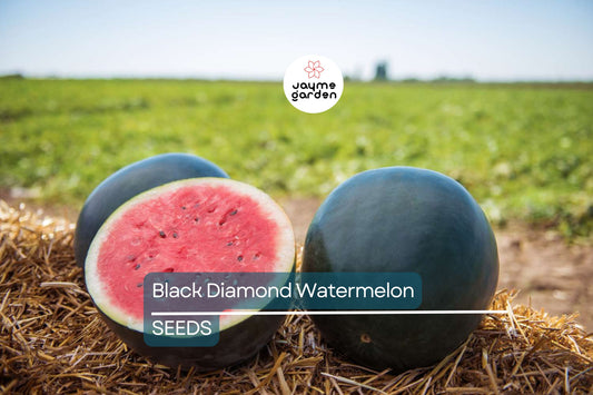 Black Diamond Watermelon Seeds | Heirloom Non-GMO | 30-75 lb Fruit | Sweet Red Flesh | USDA Zones 3-10 | Free Shipping