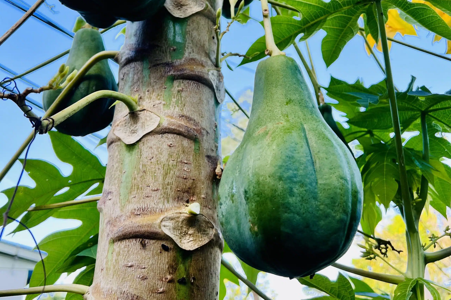 1 Hanging Papaya Tree (Carica papaya) Live Tropical Fruit Plant 1’-2’ | Sweet, Refreshing Papayas | Easy to Grow Starter Plant