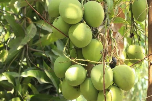 Big Grafted Colombo Kidney Mango (Mangifera indica) Live Tropical Fruit Tree 3'-4' | Sweet, Unique Mangoes | Easy to Grow Starter Plant