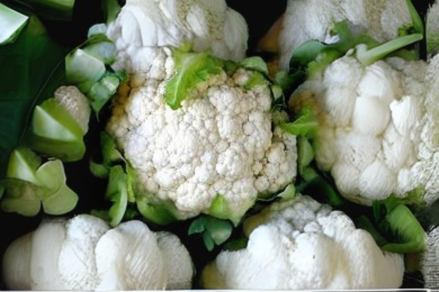 Snowball Y Improved Cauliflower Seeds: Early Heirloom Variety - 100 Seeds