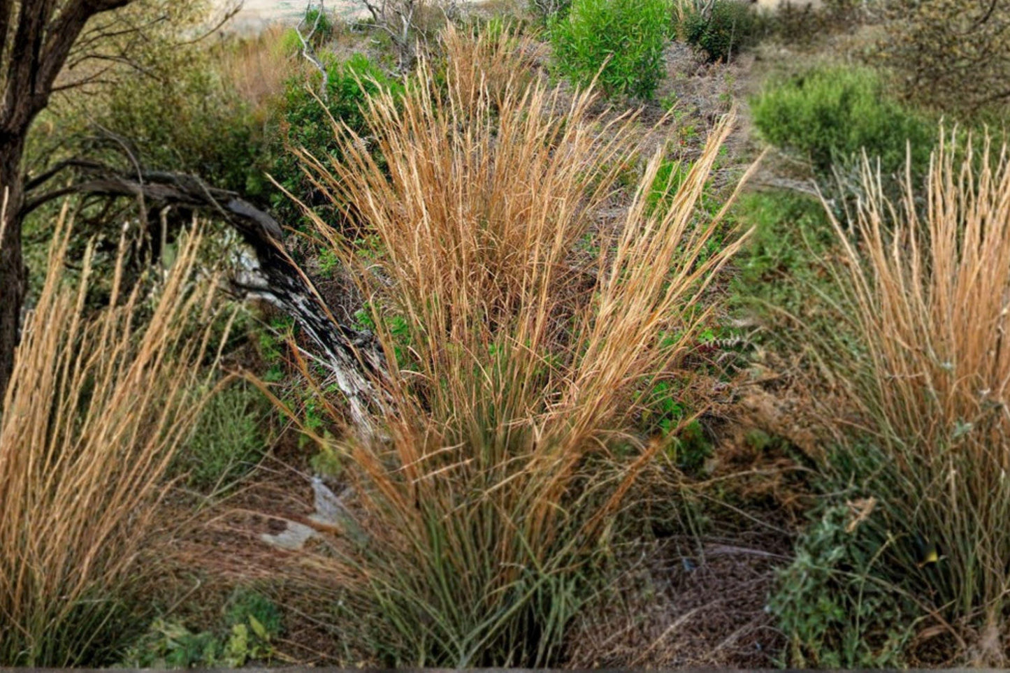 100 Broomsedge Seeds – Andropogon virginicus – Native Prairie Grass