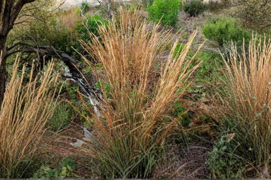 100 Broomsedge Seeds – Andropogon virginicus – Native Prairie Grass