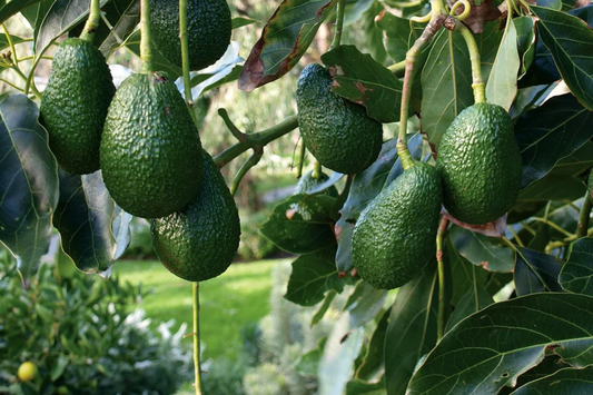 Grafted Hass Avocado (Persea americana) Live Tropical Fruit Tree 12"-24" | Creamy Homegrown Avocados | Easy to Grow Starter Plant