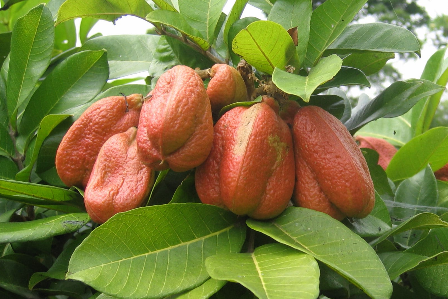 Ackee Starter Plant (Blighia sapida) Live Tropical Fruit Tree 12"-24" | Caribbean Culinary Treasure | Grow Your Own Exotic Tree