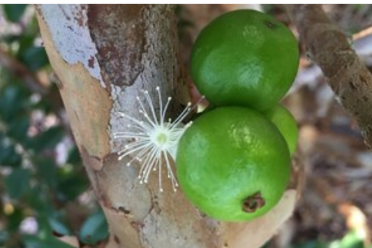 White Jaboticaba Starter Plant (Plinia cauliflora) Unique Tropical Fruit Tree Live Plant 8"-15" | Sweet & Exotic Garden Addition