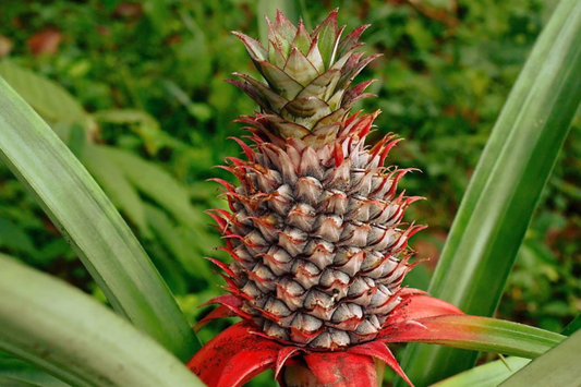 Pineapple Starter Plant (Ananas comosus) Sweet Tropical Fruit Live Plant 12"-24" | Easy Care & Juicy Homegrown Fruit