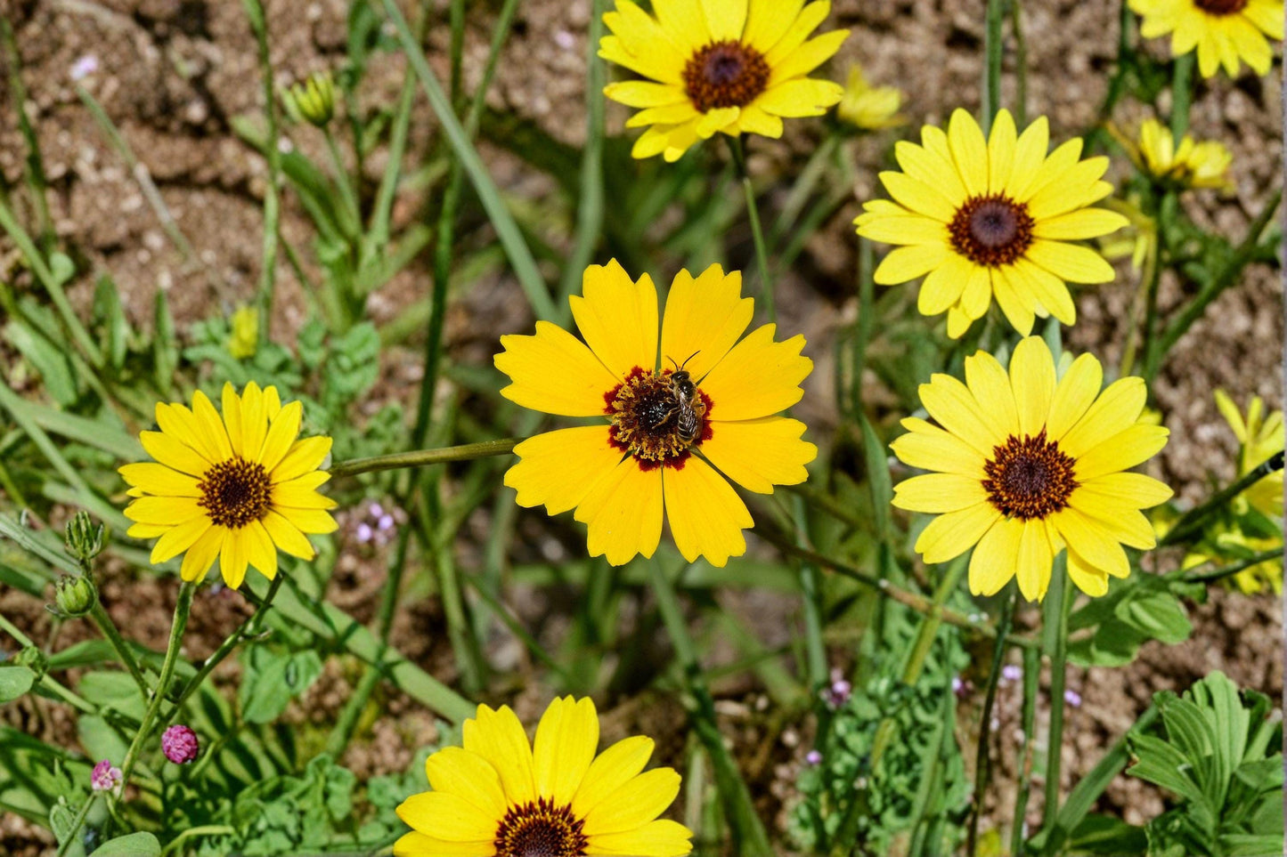 100 Golden Wave Tickseed Seeds – Coreopsis basalis – Native Annual Wildflower – Pollinator Plant