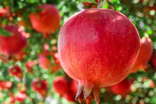 1 Pomegranate Tree (Punica granatum) Tropical Starter Plant 10"-24" | Hardy Fruit Tree for Gardens or Containers