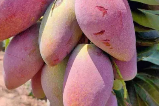 Ivory Mango Tree (Mangifera) Grafted 3'-4' | Fiberless, Sweet Tropical Fruit | Container-Friendly Live Tree