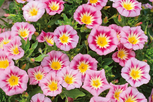 Rose Ensign Dwarf Morning Glory Seeds | Pink/Red Blooms | Compact 8” Tall | Long Blooming | Attracts Pollinators |