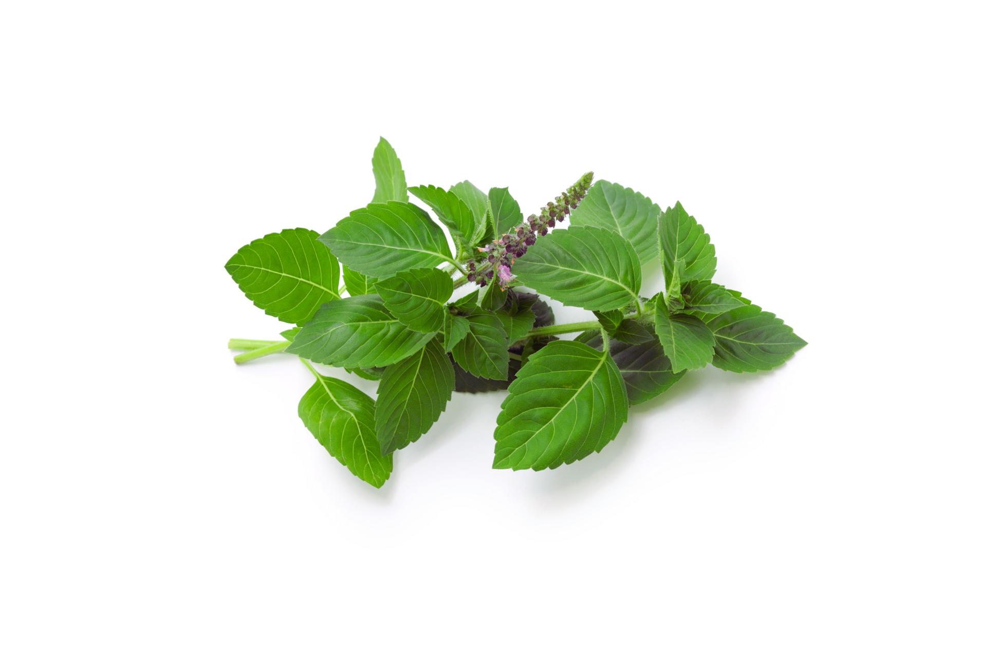 Anise Basil Seeds - 500+ Non-GMO Heirloom Vegetable & Herb Seeds for Garden (Ocimum basilicum)