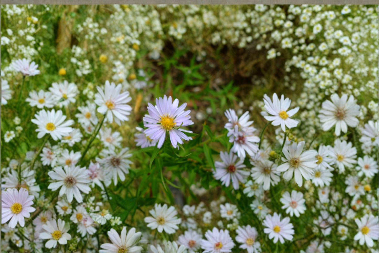 100 Willow Aster Seeds – Symphyotrichum praealtum – Native Pollinator Flower