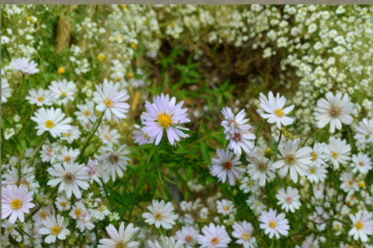 100 Willow Aster Seeds – Symphyotrichum praealtum – Native Pollinator Flower