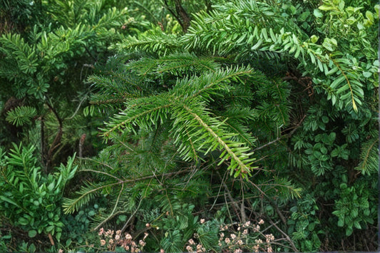10 European Silver Fir Seeds – Abies Alba Christmas Tree