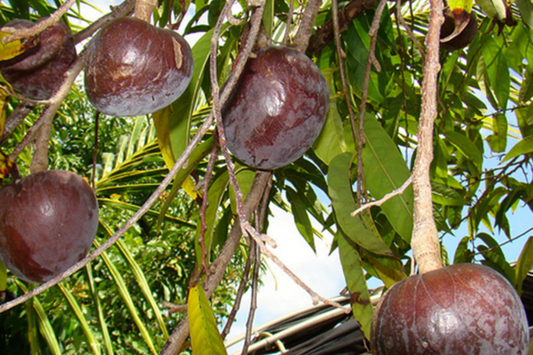 Bullock’s Heart Tree (Annona reticulata) Tropical Fruit Tree 12"-24" Starter | Unique Heart-Shaped Fruit, Sweet & Creamy Flavor