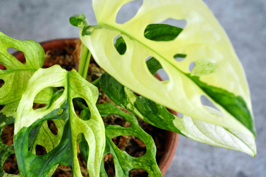 Monstera Adansonii (Swiss Cheese Plant) Live Starter Plant Easy Care, Climbing Tropical Beauty | 6" Cutting
