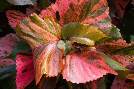 Copper Leaf Plant (Acalypha wilkesiana) 12-24’ | Vibrant Ornamental Shrub Easy Care & Fast Growing